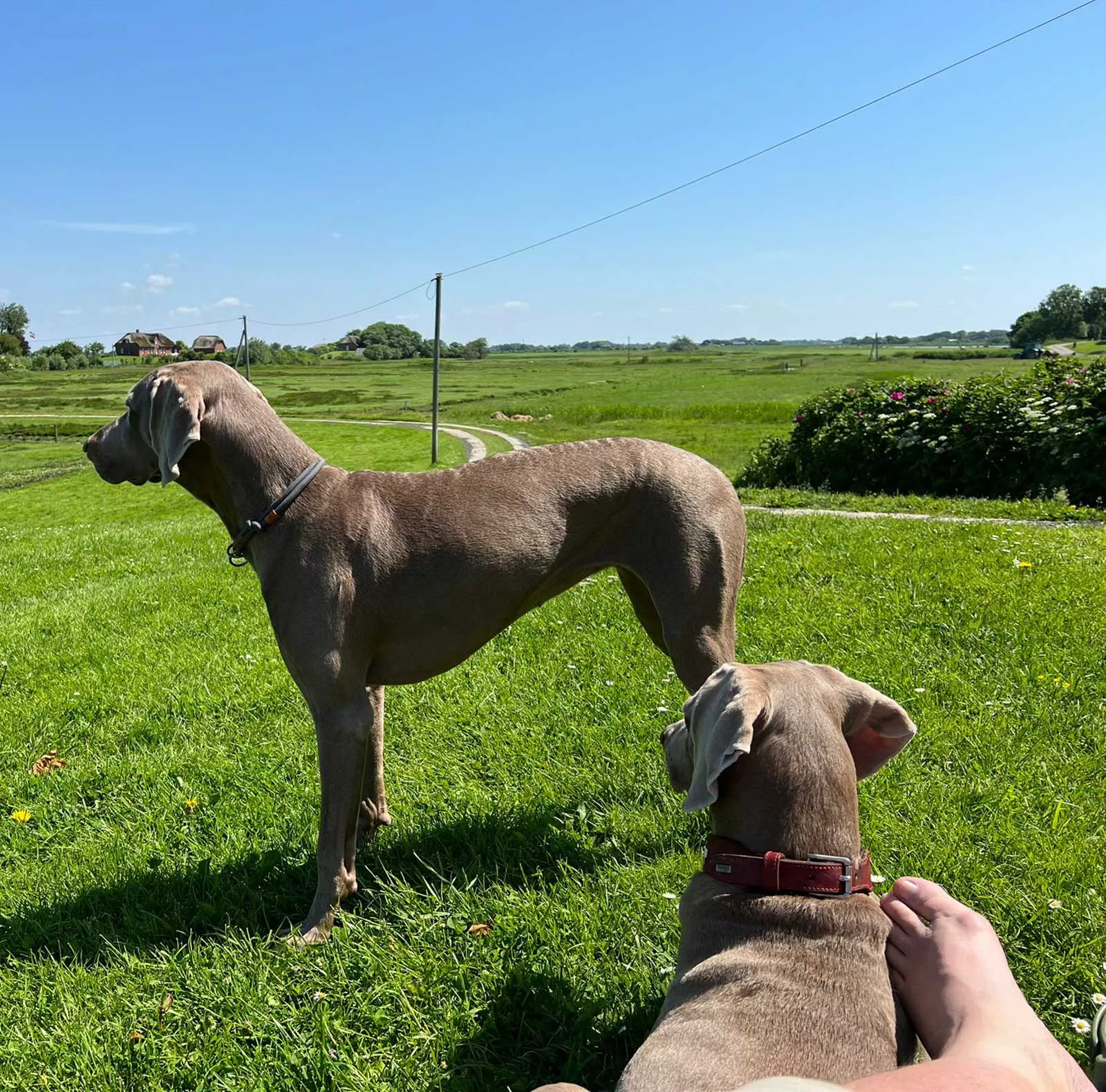 urlaub-mit-hund-fewo-nordsee-insel urlaub-mit-hund-fewo-nordsee-insel